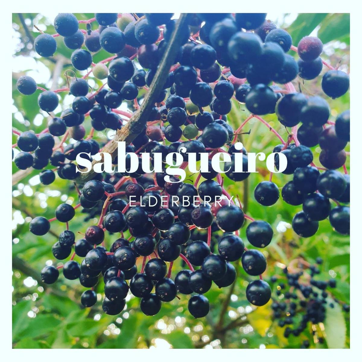 Santa Cruz da Rabeda A Casa Do Sabugueiro 빌라 외부 사진